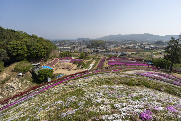 芝桜富士9
