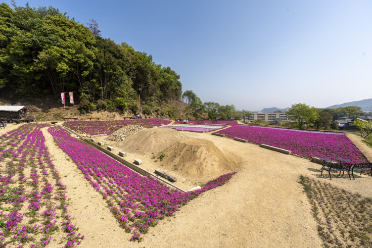 芝桜富士10