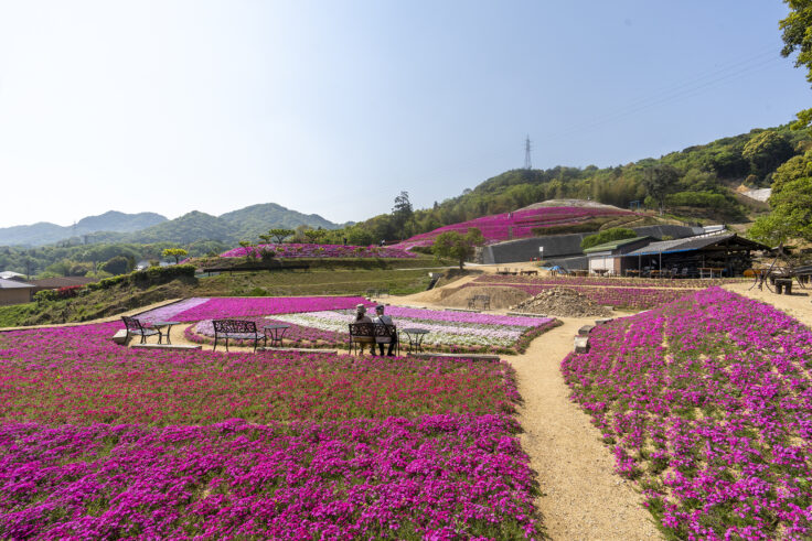 芝桜富士11