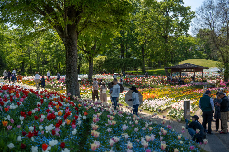 国営讃岐まんのう公園のネモフィラ2