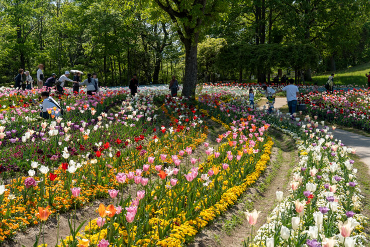 国営讃岐まんのう公園のネモフィラ5