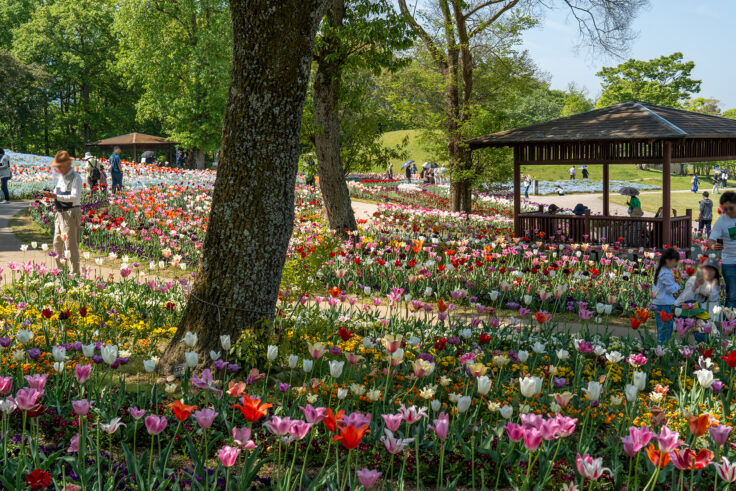 国営讃岐まんのう公園のネモフィラ6