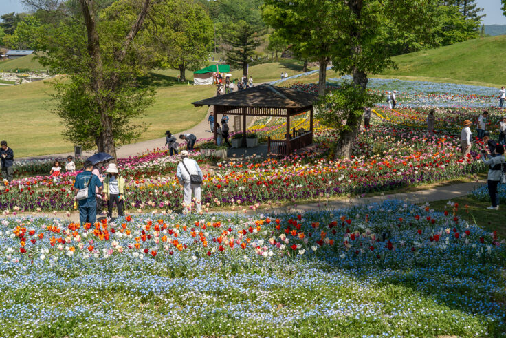 国営讃岐まんのう公園のネモフィラ7