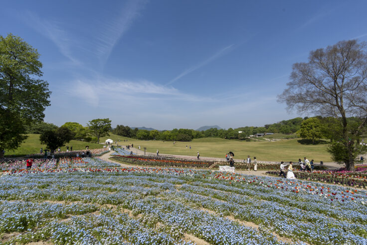 国営讃岐まんのう公園のネモフィラ8