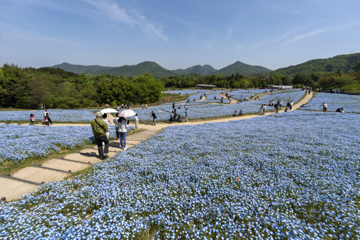 国営讃岐まんのう公園のネモフィラ10