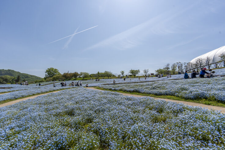 国営讃岐まんのう公園のネモフィラ11