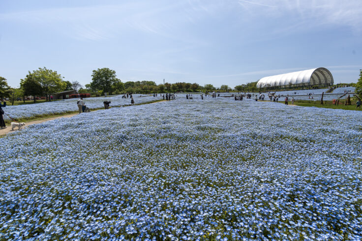 国営讃岐まんのう公園のネモフィラ12