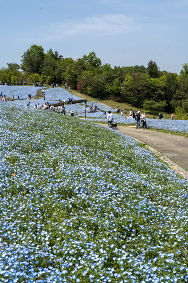 国営讃岐まんのう公園のネモフィラ13