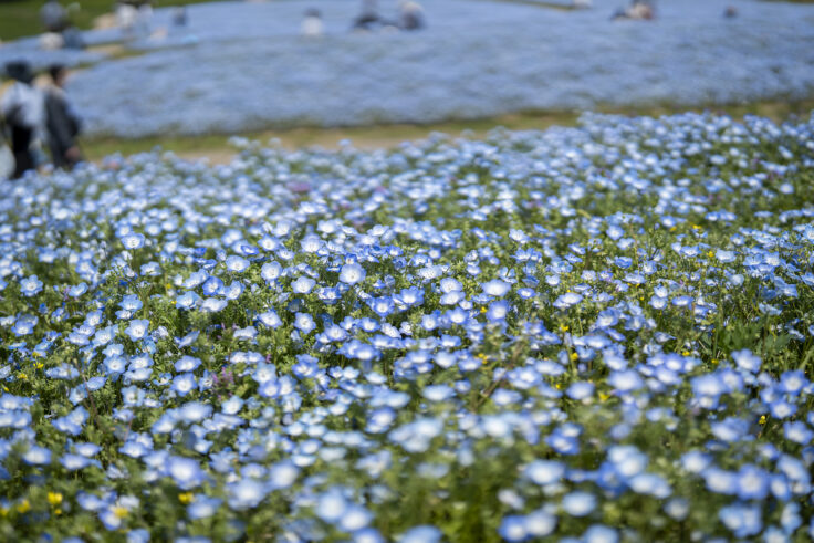 国営讃岐まんのう公園のネモフィラ14