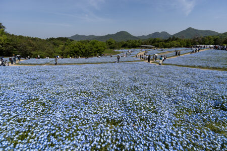 国営讃岐まんのう公園のネモフィラ15