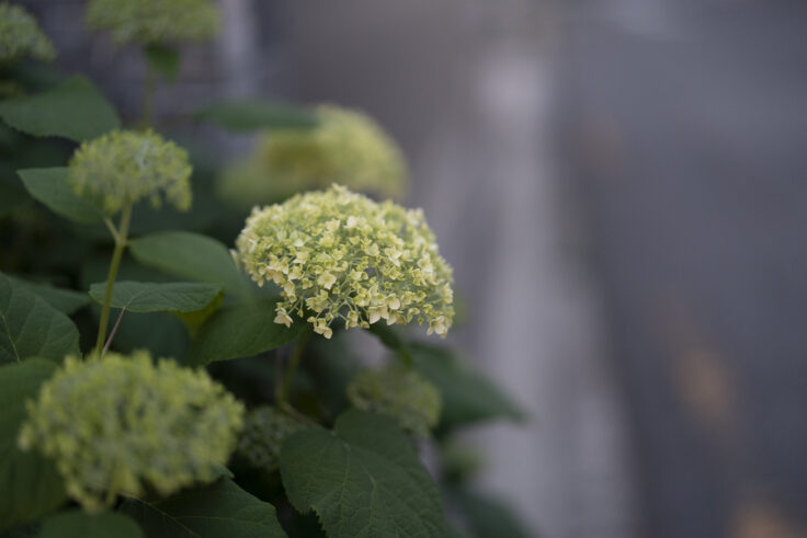 画像 夜の花1