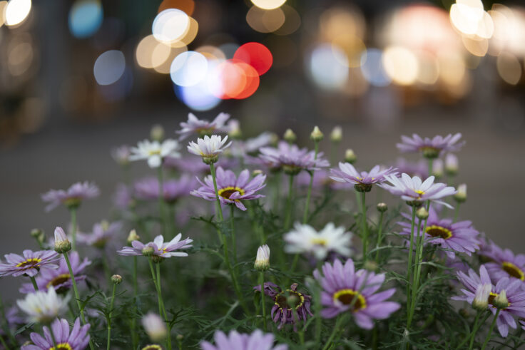 夜色10