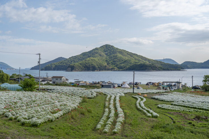画像 フラワーパーク浦島のマーガレット1