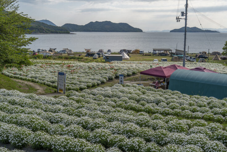 画像 フラワーパーク浦島のマーガレット2
