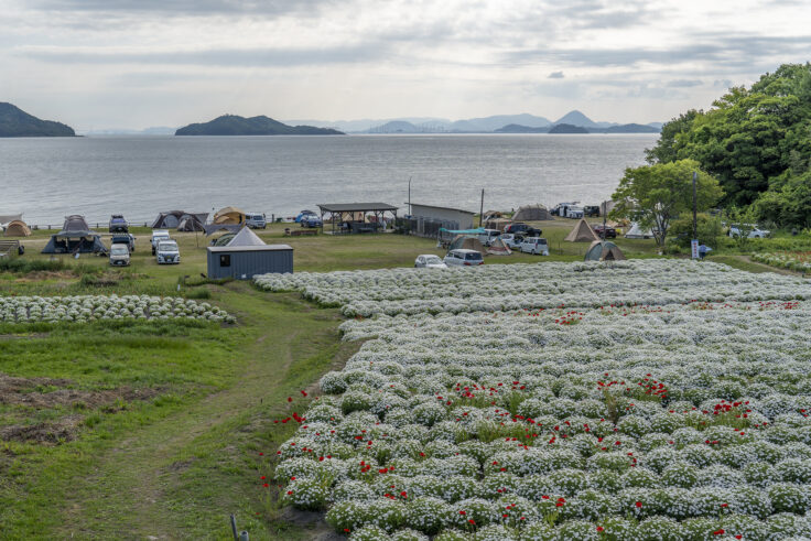 画像 フラワーパーク浦島のマーガレット3