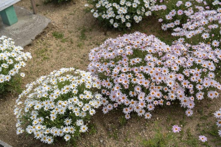 画像 フラワーパーク浦島のマーガレット6