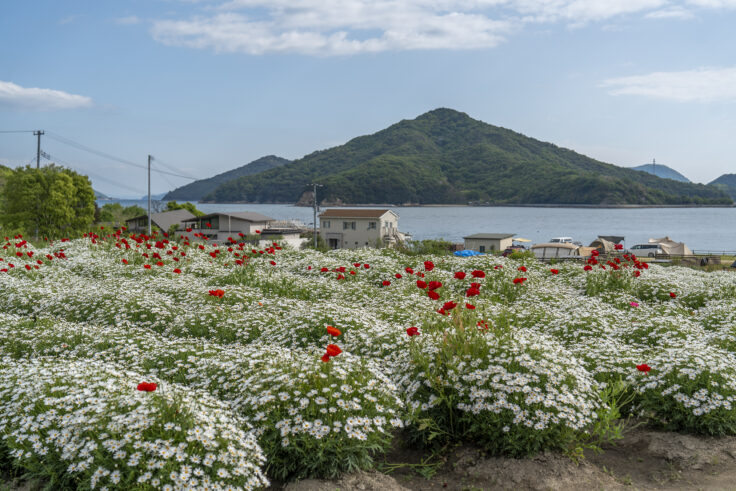画像 フラワーパーク浦島のマーガレット8