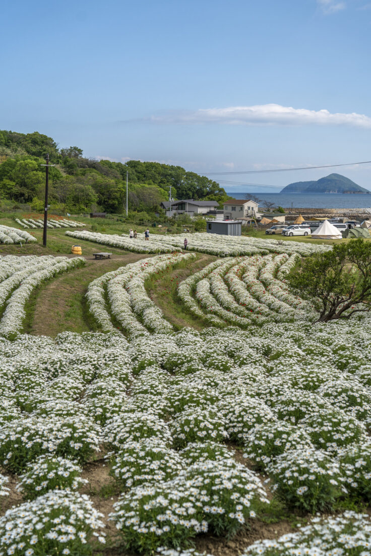 画像 フラワーパーク浦島のマーガレット9