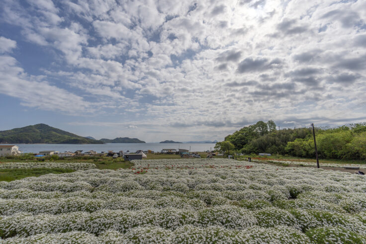 画像 フラワーパーク浦島のマーガレット14