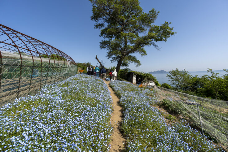 画像 志々島天空の花畑2