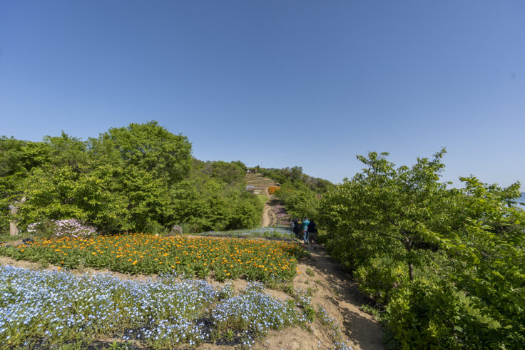 画像 志々島天空の花畑4