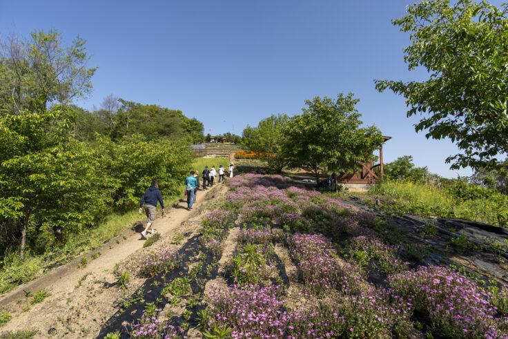 画像 志々島天空の花畑5