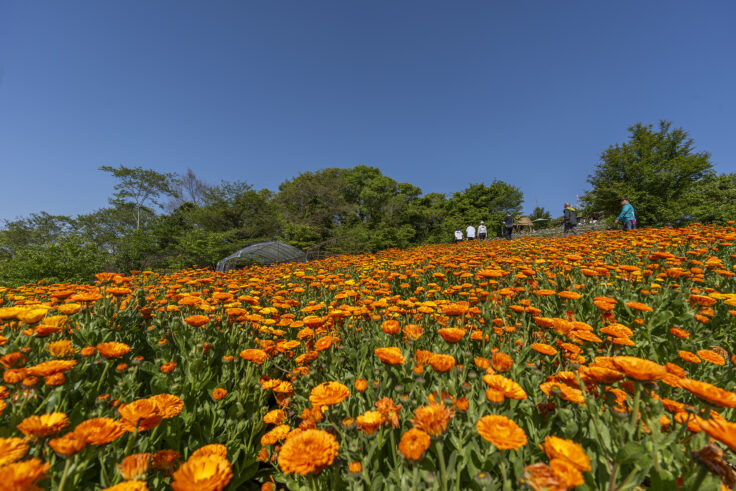 画像 志々島天空の花畑7