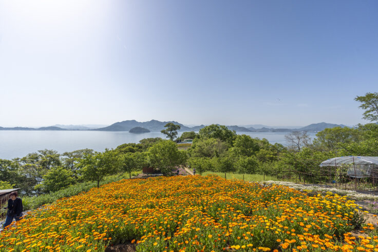 画像 志々島天空の花畑6