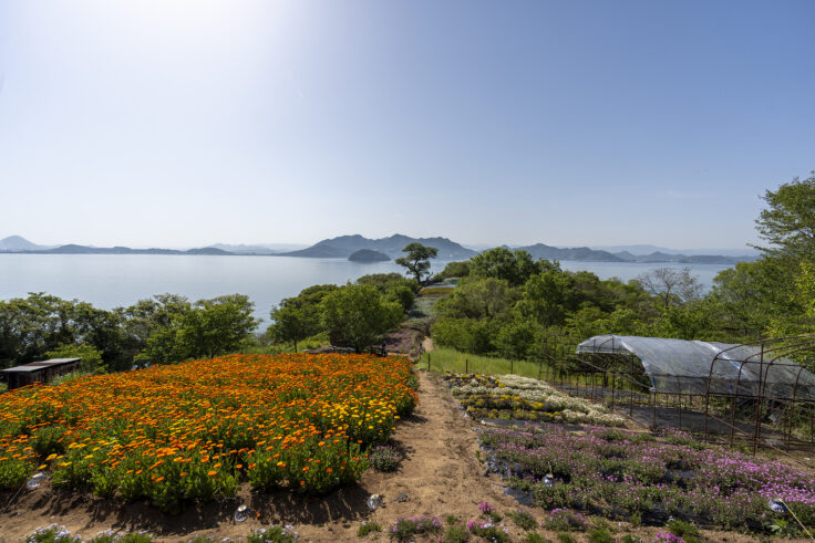 画像 志々島天空の花畑8