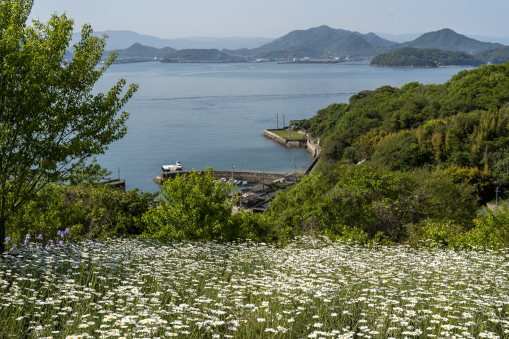 画像 志々島天空の花畑11