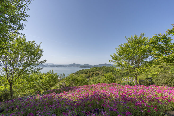 画像 志々島天空の花畑10