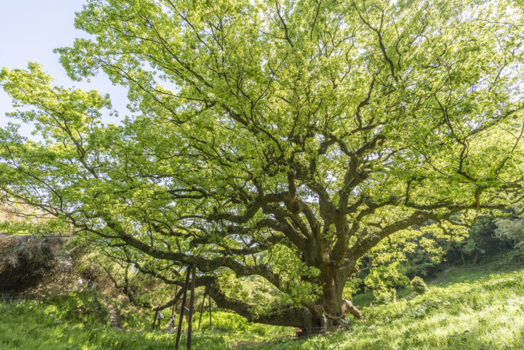 画像 志々島の大楠3