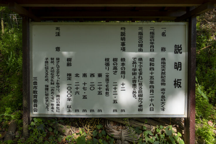 画像 志々島の大楠5