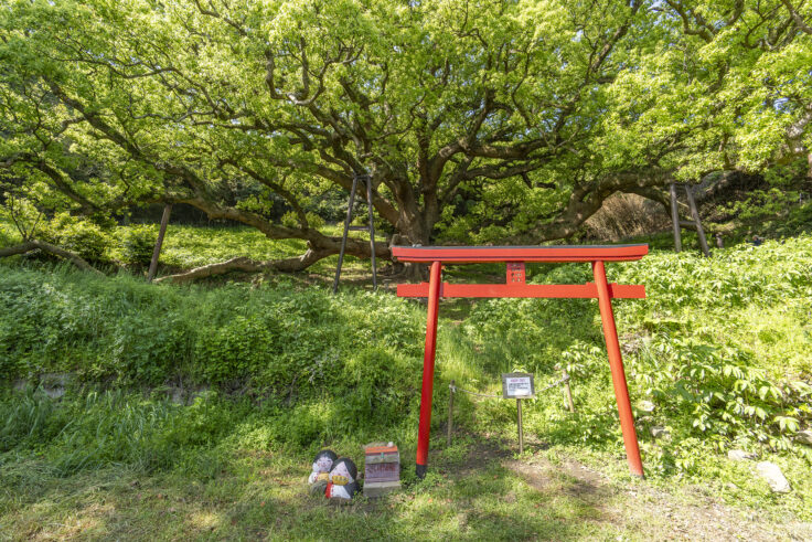 画像 志々島の大楠7