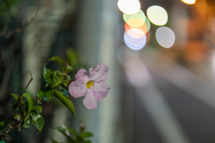 画像 夜色高松210