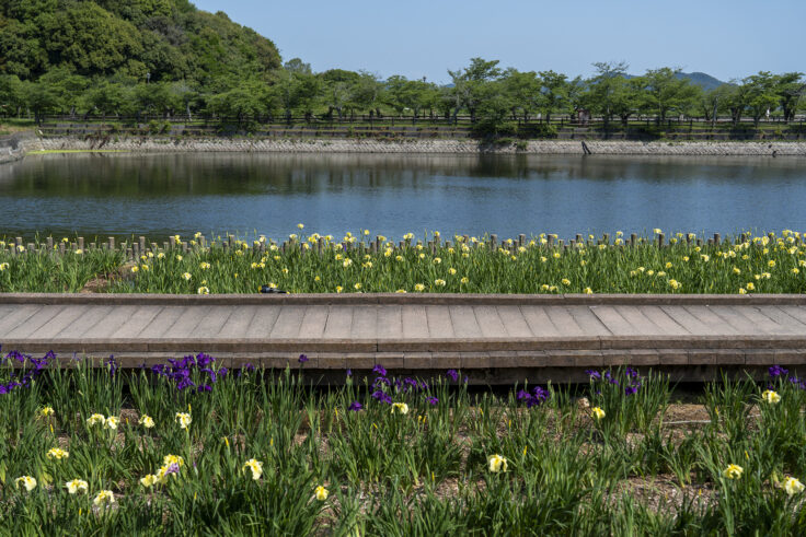画像 亀鶴公園のハナショウブ1