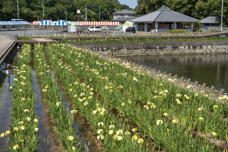 画像 亀鶴公園のハナショウブ3