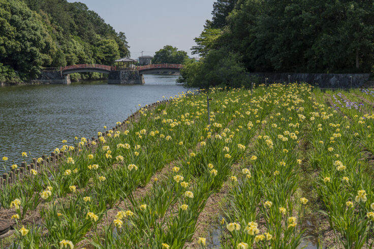 画像 亀鶴公園のハナショウブ2