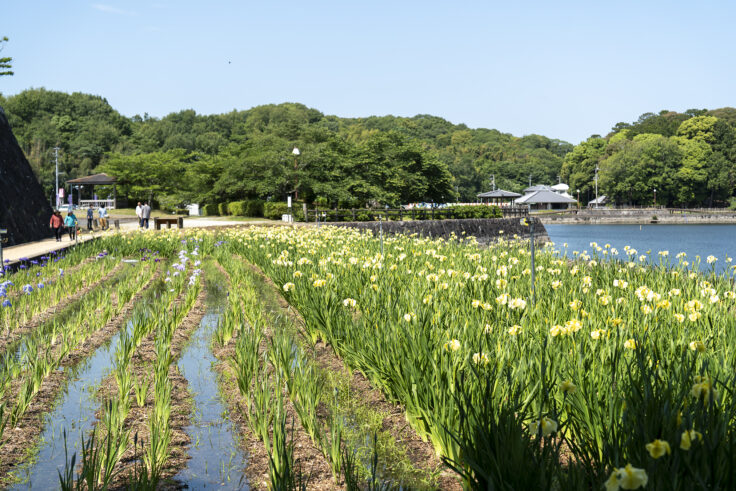 画像 亀鶴公園のハナショウブ7