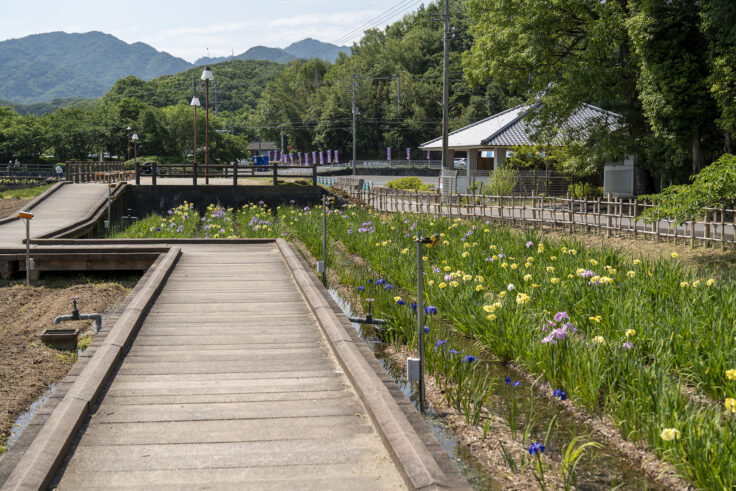 画像 亀鶴公園のハナショウブ8