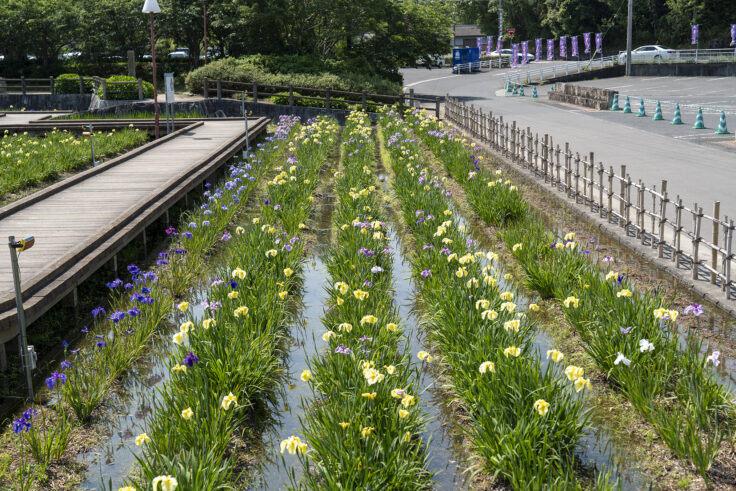 画像 亀鶴公園のハナショウブ9