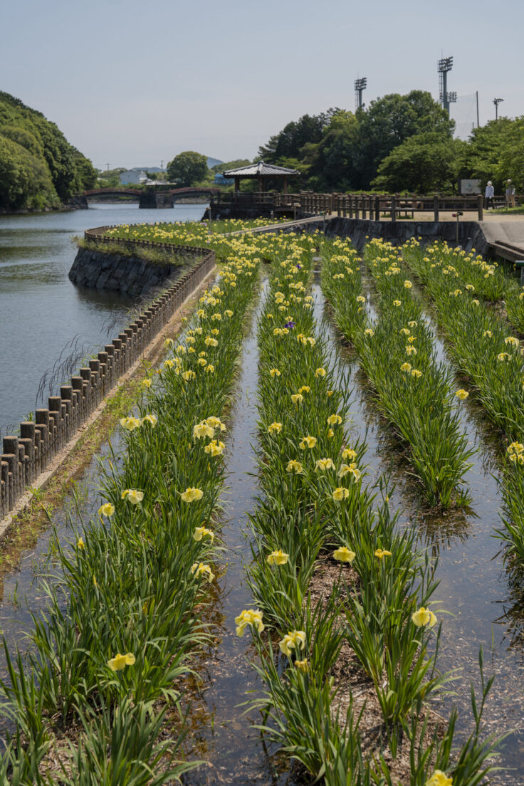 画像 亀鶴公園のハナショウブ10