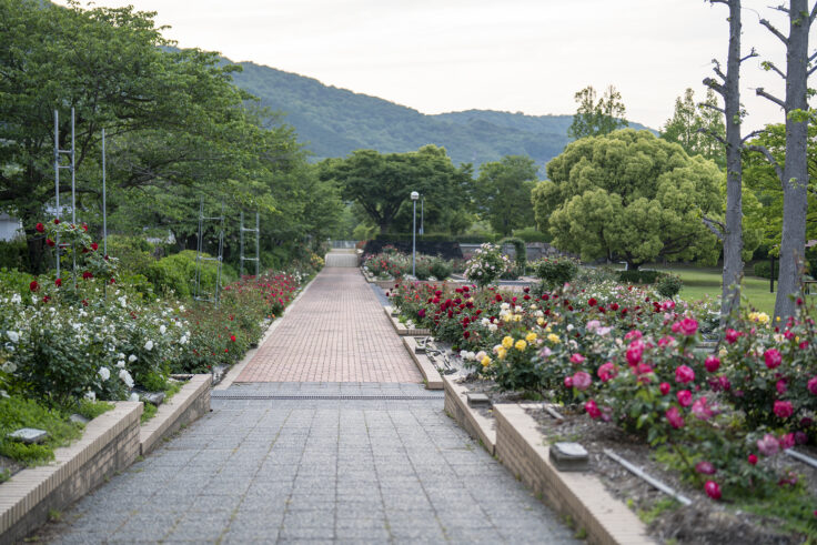 亀水バラ公園2025③