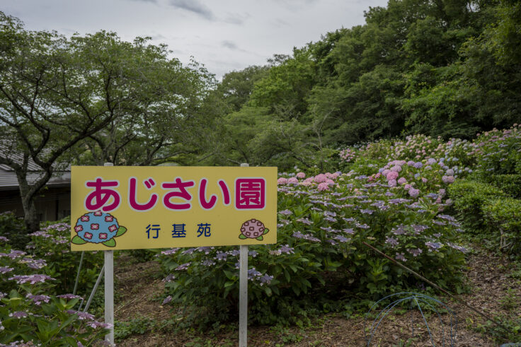 あじさい園行基宛1
