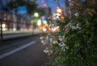 夜色高松Vol.3①