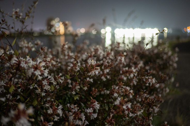 画像 夜の散歩8