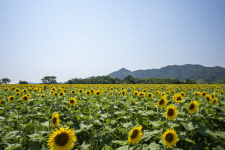 中山ひまわり団地3
