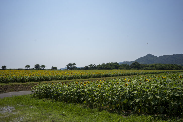 中山ひまわり団地2