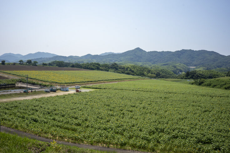 中山ひまわり団地1