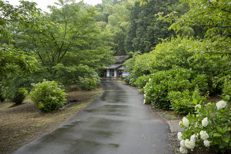 画像 勝名寺のアジサイ8